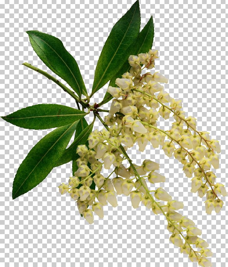 Flower White Color PNG, Clipart, Branch, Color, Desktop Wallpaper, Digital Image, Encapsulated Postscript Free PNG Download