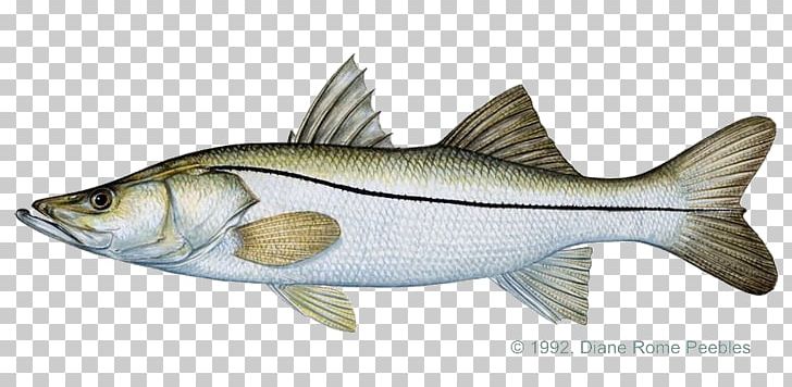 Common Snook Fly Fishing Recreational Fishing Game Fish PNG, Clipart, Angling, Bony Fish, Fauna, Fish Products, Fly Fishing Free PNG Download