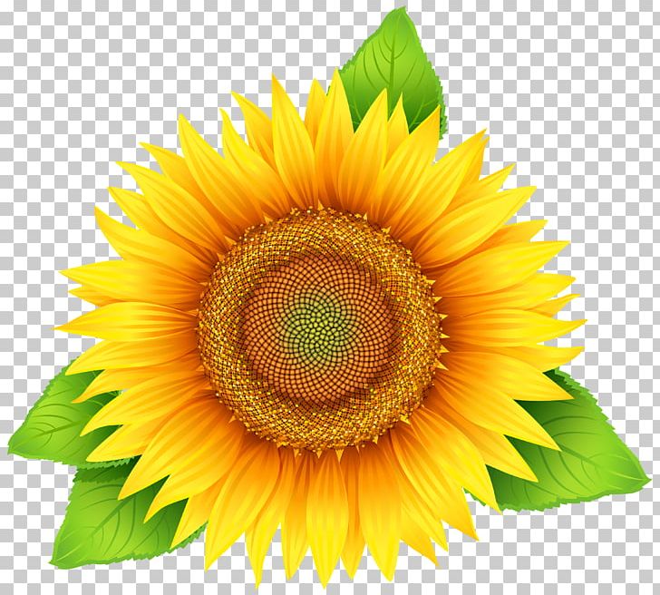 Common Sunflower PNG, Clipart, Clip Art, Closeup, Common Sunflower, Daisy Family, Download Free PNG Download