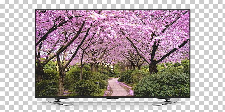 Desktop Season Spring Cherry Blossom Autumn PNG, Clipart, Autumn, Blossom, Branch, Cherry Blossom, Desktop Wallpaper Free PNG Download