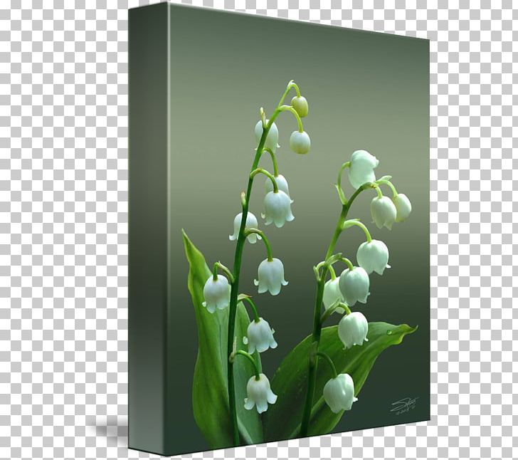 Lily Of The Valley Lilium Plant Stem Botanical Illustration Painting PNG, Clipart, Art, Art Museum, Berry, Botanical Illustration, Botany Free PNG Download