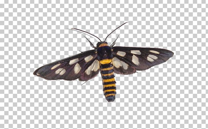 Moth Butterfly Insect Polilla PNG, Clipart, Animation, Arthropod, Brouillon, Brush Footed Butterfly, Butterfly Free PNG Download