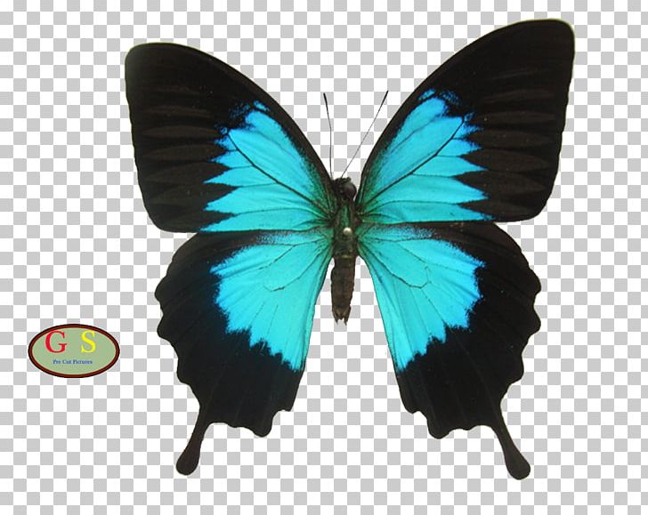 Ulysses Butterfly Rajah Brooke's Birdwing Ornithoptera Priamus PNG, Clipart,  Free PNG Download