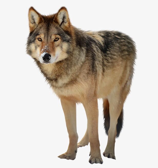 Animal Wolf Ferocious PNG, Clipart, Animal, Animal Clipart, Ferocious, Ferocious Clipart, Terrible Free PNG Download