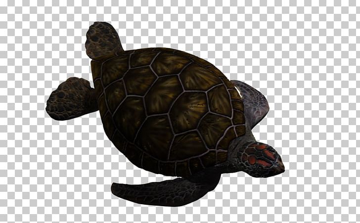 Box Turtle Sea Turtle PNG, Clipart, 3d Animation, 3d Arrows, 3d Background, 3d Cartoon Animals, 3d Cartoon Fish Free PNG Download