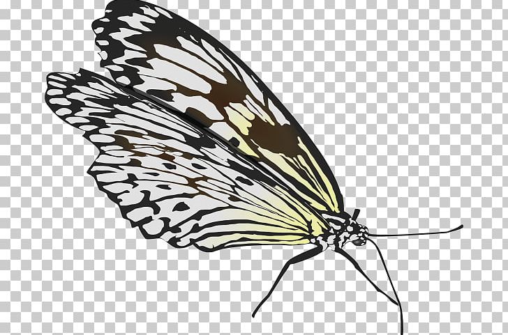 Butterfly Insect Wing PNG, Clipart, Arthropod, Beautiful, Blue Butterfly, Brush Footed Butterfly, Butt Free PNG Download