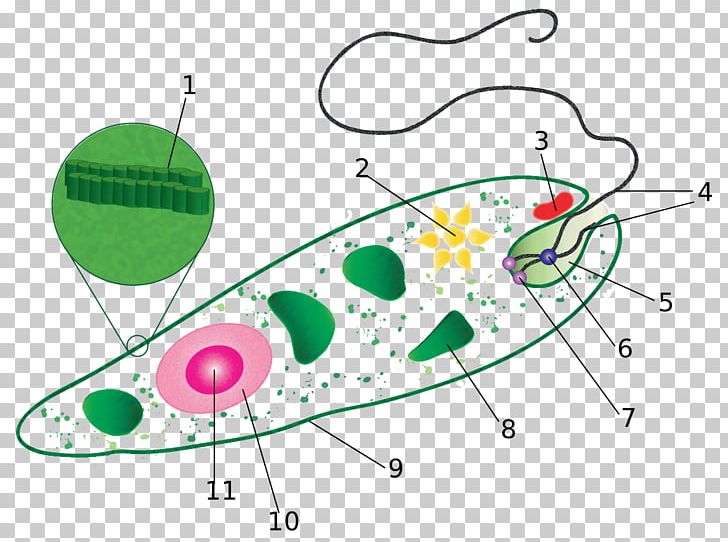 Euglena Diagram Protist Flagellate Cell PNG, Clipart, Amoeba, Anatomy, Angle, Area, Asexual Reproduction Free PNG Download