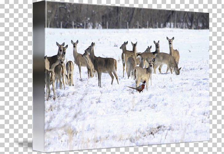 Reindeer White-tailed Deer Winter Herd PNG, Clipart, Cartoon, Deer, Fauna, Herd, Mammal Free PNG Download