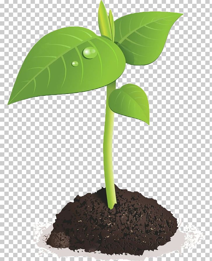 Sprouting Seed Brussels Sprout Bean PNG, Clipart, Bean, Brussels Sprout, Cultivar, Flowerpot, Germination Free PNG Download