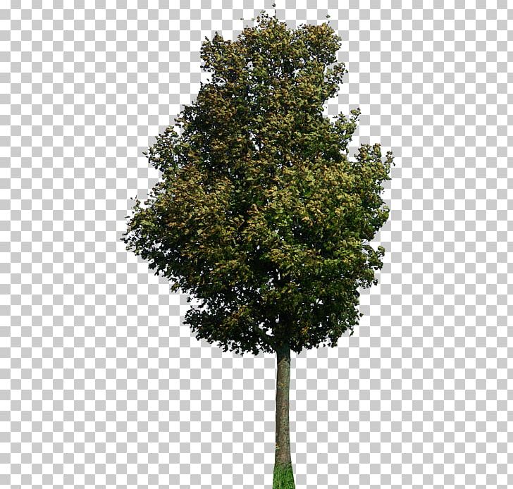 Tree PNG, Clipart, Branch, Computer Icons, Desktop Wallpaper, Evergreen, Image File Formats Free PNG Download