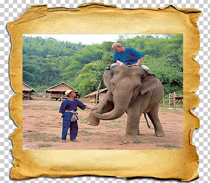 African Elephant Indian Elephant Wildlife Paper PNG, Clipart, African Elephant, Animal, Animals, Asian Elephant, Elephant Free PNG Download
