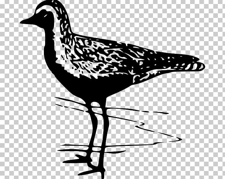 Bird Pacific Golden Plover Wader PNG, Clipart, Animals, Artwork, Beak, Bird, Black And White Free PNG Download