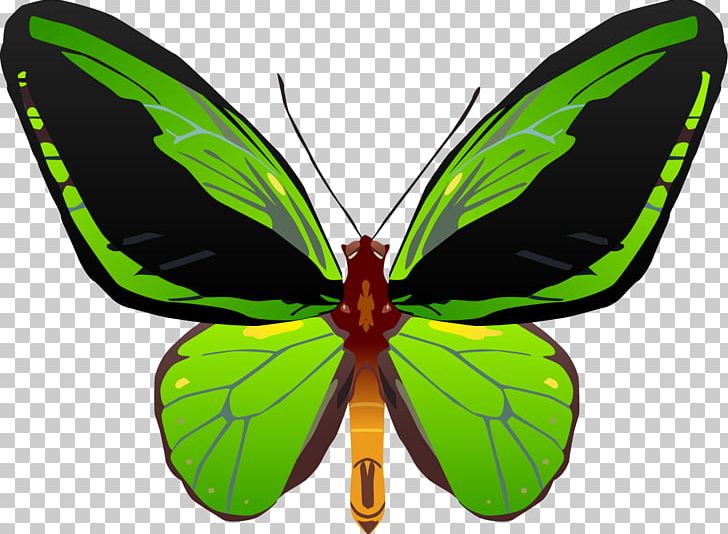 Butterfly Insect Queen Alexandra's Birdwing Troides Aesacus PNG, Clipart, Arthropod, Birdwing, Brush Footed Butterfly, Butterflies And Moths, Butterfly Free PNG Download