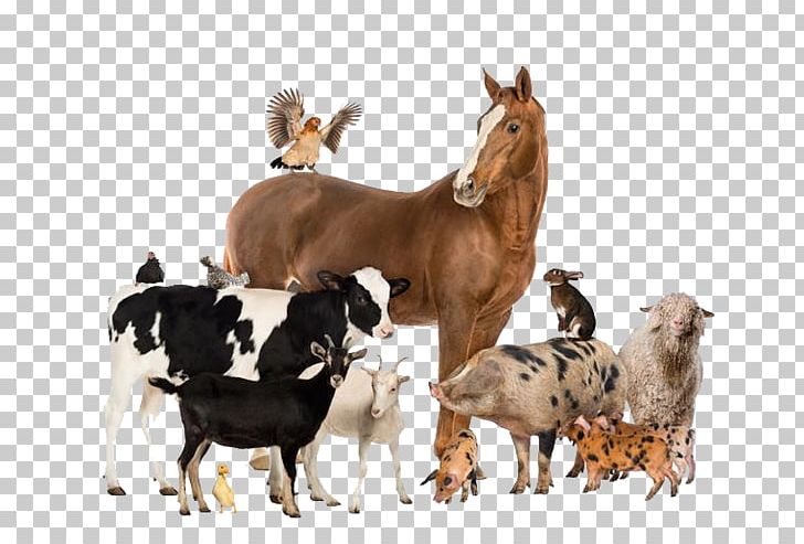 Cattle Horse Livestock Agriculture Farm PNG, Clipart, Animal Feed, Animals, Animal Science, Animal Welfare, Cattle Like Mammal Free PNG Download