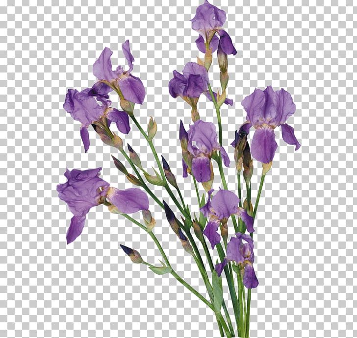 Irises Flower PNG, Clipart, Bellflower Family, Cut Flowers, Data Compression, Flower, Flower Bouquet Free PNG Download