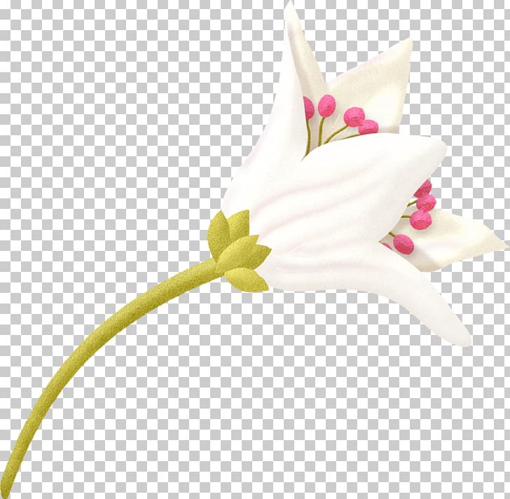 Lilium Flower PNG, Clipart, Adobe Illustrator, Artworks, Calla Lily, Cut Flowers, Decoration Free PNG Download