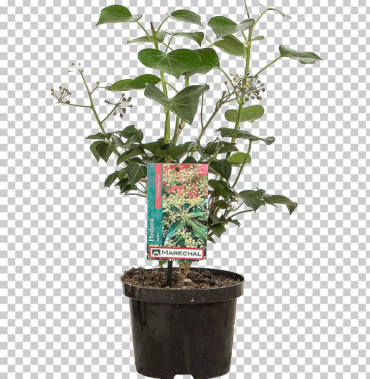 Flowerpot Herb Houseplant Shrub Plant Stem PNG, Clipart, Flora, Flower, Flowerpot, Hedera, Herb Free PNG Download
