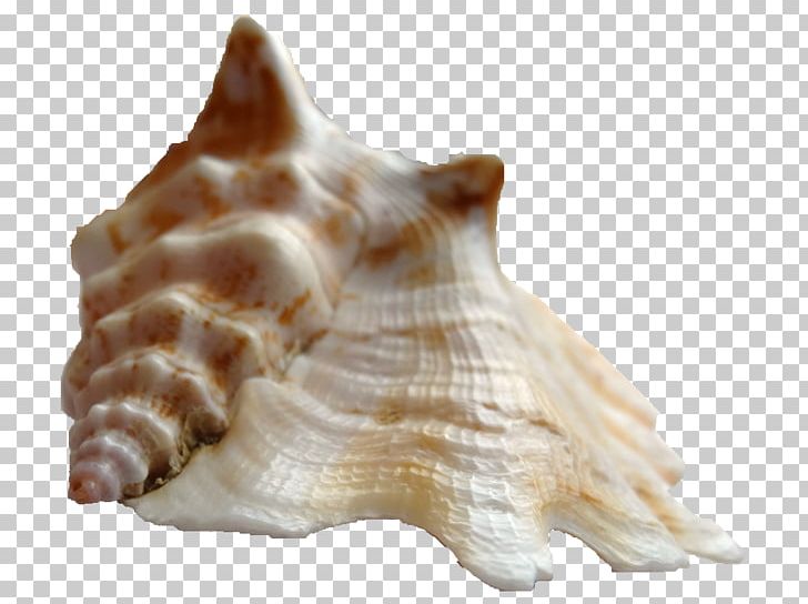 Shankha Cockle Sinustrombus Sinuatus Conchology PNG, Clipart, 2016, Cada, Cereal, Clams Oysters Mussels And Scallops, Cockle Free PNG Download