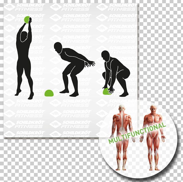 Anatomy Human Body Rectus Abdominis Muscle Abdomen PNG, Clipart, Abdomen, Abdominal Exercise, Anatomy, Exercise, Human Anatomy Free PNG Download