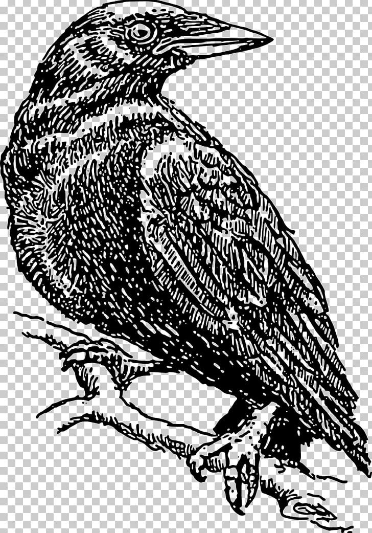 Cape Crow Common Raven PNG, Clipart, Beak, Bird, Bird Of Prey, Black And White, Cape Crow Free PNG Download