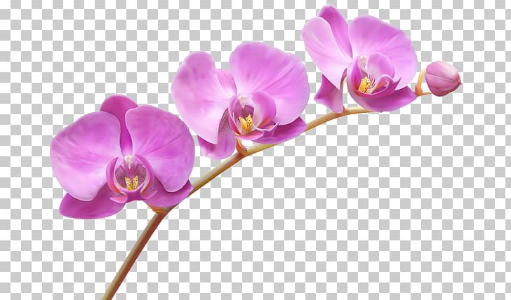 Orchids Flower PNG, Clipart, Blossom, Cattleya Orchids, Clip Art, Cut Flowers, Flora Free PNG Download