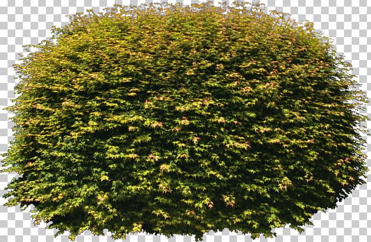 Tree Texture Mapping Color PNG, Clipart, 3d Computer Graphics, Autodesk 3ds Max, Bushes, Color, Computer Software Free PNG Download