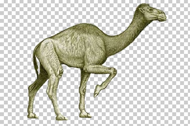 Bactrian Camel Camelops Extinction Pliocene Titanotylopus PNG, Clipart, Ancient, Animal Figure, Arabian Camel, Bactrian Camel, Camel Free PNG Download