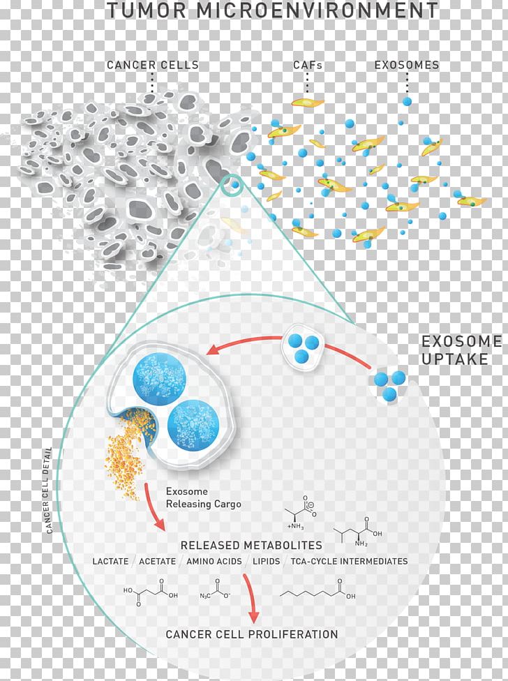 Metabolomics Lipidomics Exosome MicroRNA CD63 PNG, Clipart, Area, Cancer, Circle, Diagram, Exosome Free PNG Download