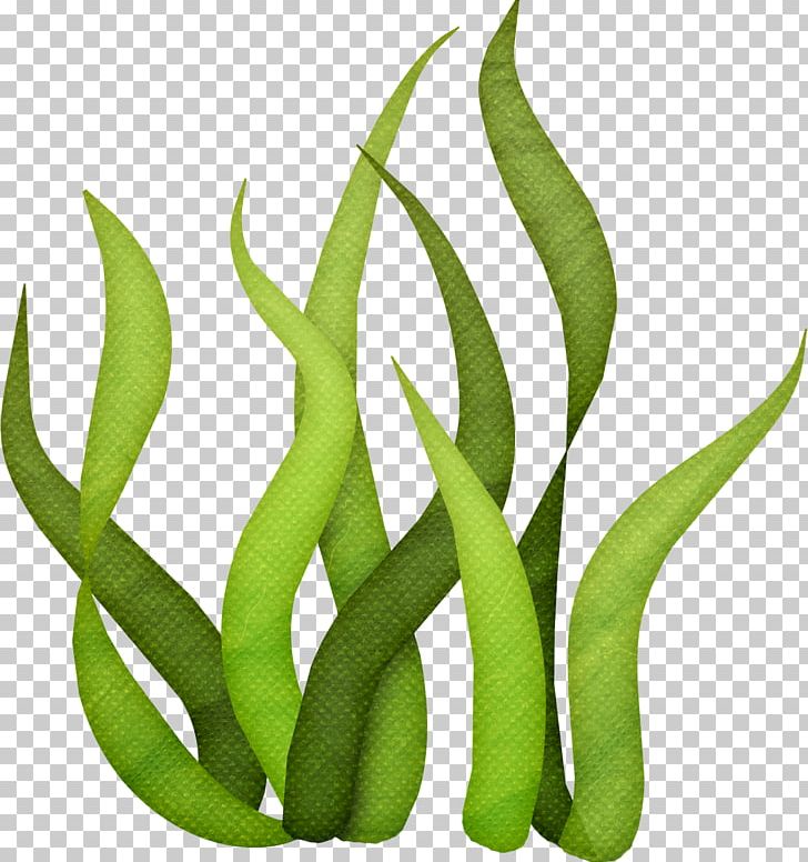 how to draw seaweed