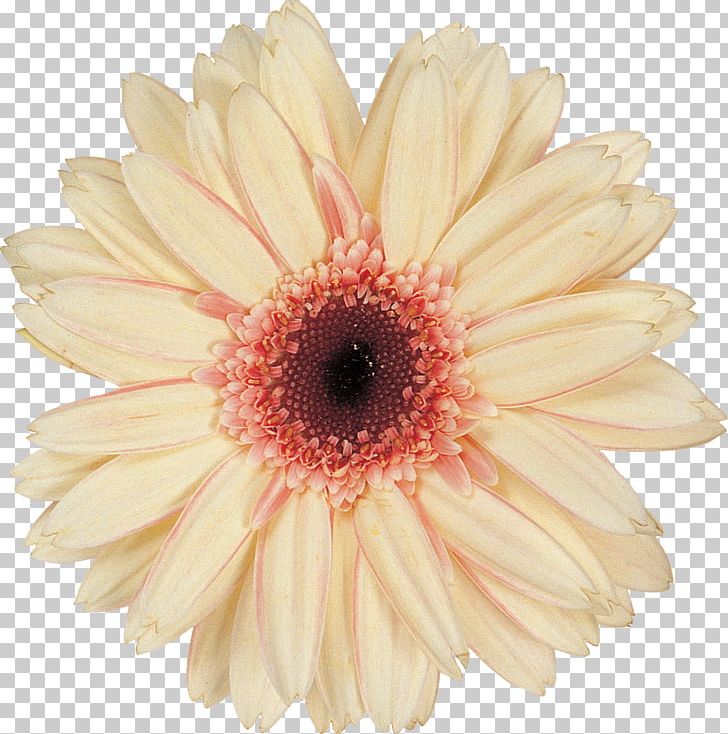 Daisy Family Chrysanthemum Argyranthemum Frutescens Cut Flowers PNG, Clipart, Argyranthemum Frutescens, Asterales, Chrysanthemum, Chrysanths, Common Daisy Free PNG Download