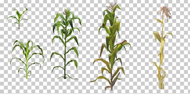 Maize Dracaena Fragrans PNG, Clipart, Angle, Branch, Clip Art, Corn, Crop Free PNG Download