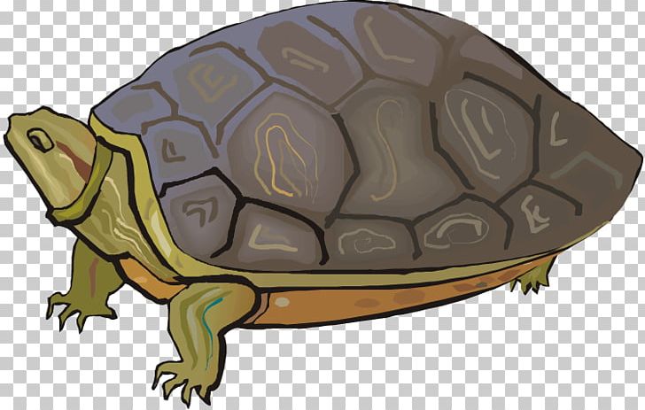 Terrapene Tortoise Sea Turtle PNG, Clipart, Amphibian, Animal, Animals, Box Turtle, Chelydridae Free PNG Download