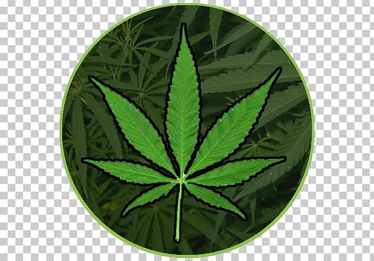 Cannabis Smoking Medical Cannabis Dispensary PNG, Clipart, Android, Apk, App, Cannabis, Cannabis Smoking Free PNG Download