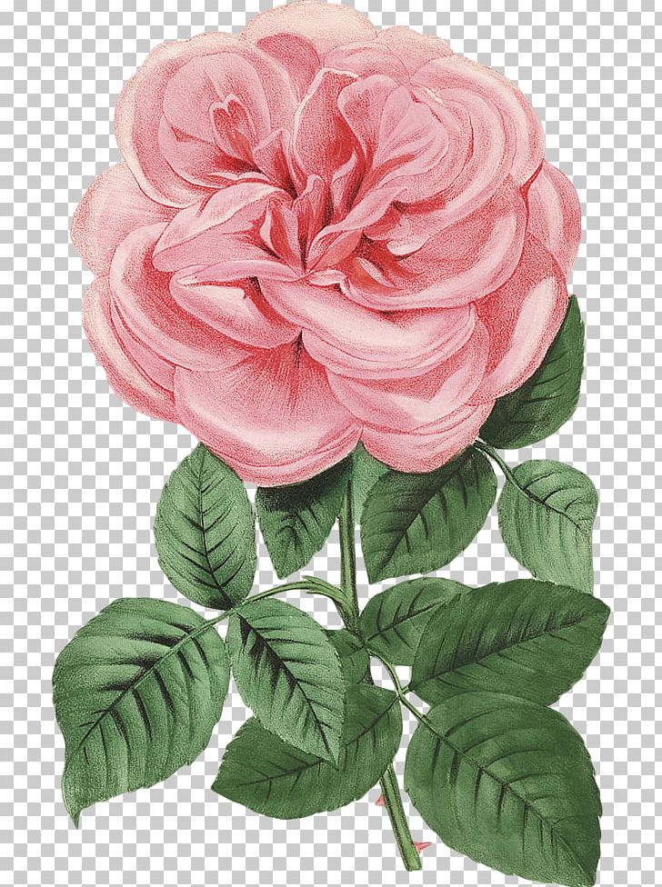 Garden Roses Cabbage Rose China Rose Floribunda Cut Flowers PNG, Clipart, Artificial Flower, China Rose, Cross, Crucifix, Cut  Free PNG Download