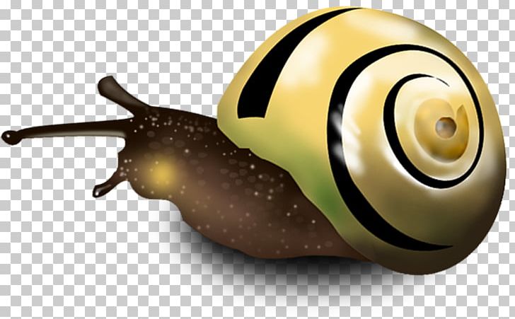 Snail Orthogastropoda PNG, Clipart, Animals, Bolinus Brandaris, Download, Free Logo Design Template, Hand Free PNG Download