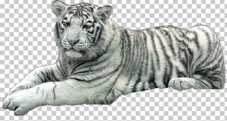 Tiger Lion Felidae Cat Cheetah PNG, Clipart, Animal, Animals, Big Cat, Big Cats, Black And White Free PNG Download