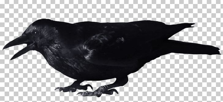 Crow PNG, Clipart, American Crow, Beak, Beautiful Starry Background, Bird, Black And White Free PNG Download