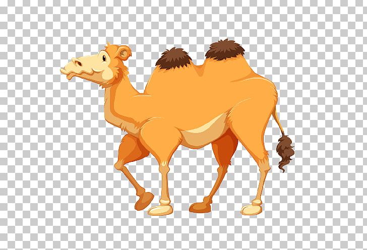 Graphics Illustration PNG, Clipart, Animal Figure, Arabian Camel, Camel, Camel Like Mammal, Cartoon Free PNG Download