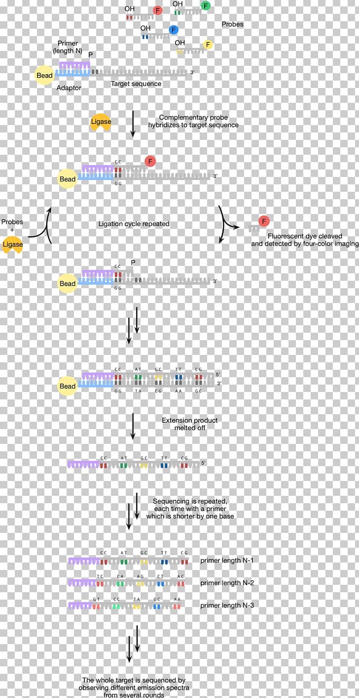 Human Genome Project Sequencing By Ligation DNA Sequencing ABI Solid Sequencing Massive Parallel Sequencing PNG, Clipart, Angle, Area, Diagram, Dideoxynucleotide, Dna Free PNG Download