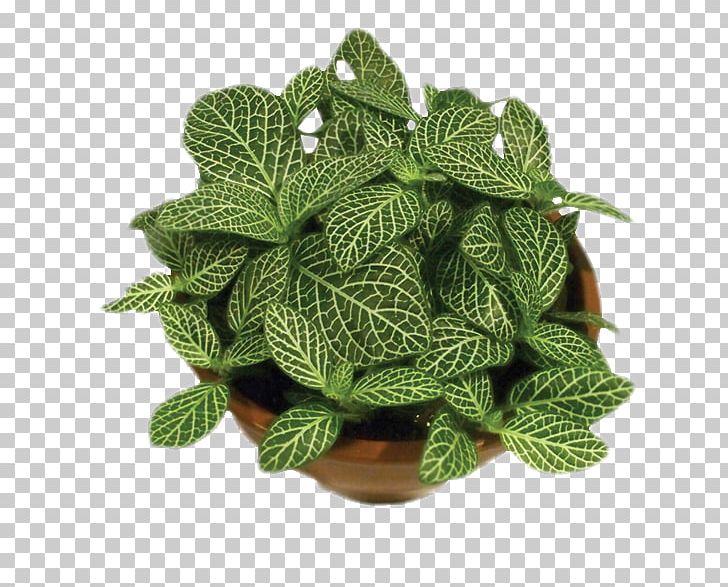 Leaf Fittonia Albivenis Muehlenbeckia Complexa Chinese Evergreens Plant PNG, Clipart, Chinese Evergreens, Cut Flowers, Dracaena, Fittonia, Fittonia Albivenis Free PNG Download