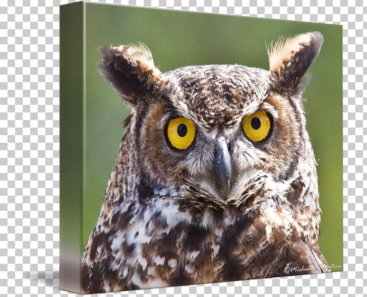 Owl Beak PNG, Clipart, Beak, Bird, Bird Of Prey, Fauna, Great Horned Owl Free PNG Download