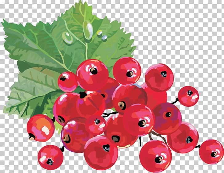 Redcurrant Blackcurrant Gooseberry PNG, Clipart, Bilberry, Blackcurrant, Blueberry, Currant, Depo Free PNG Download