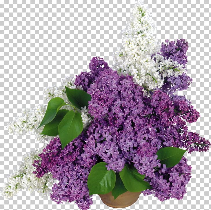 Common Lilac Vase Desktop Flower PNG, Clipart, Annual Plant, Art, Branch, Ceramic, Color Free PNG Download