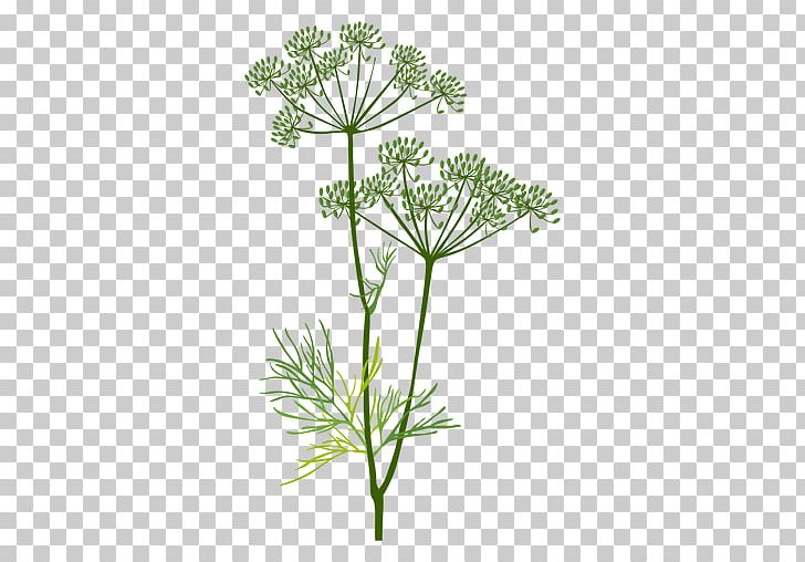 Cow Parsley Herbaceous Plant Dill Fennel PNG, Clipart, Anthriscus, Caraway, Cow Parsley, Dill, Encapsulated Postscript Free PNG Download