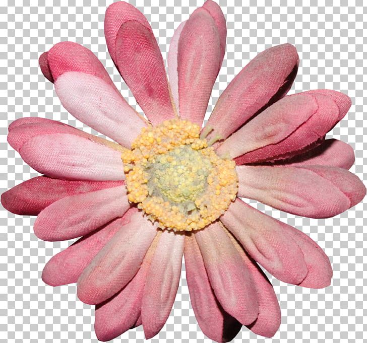 Cut Flowers Transvaal Daisy Chrysanthemum Daisy Family PNG, Clipart, Chrysanthemum, Chrysanths, Common Daisy, Cut Flowers, Daisy Family Free PNG Download