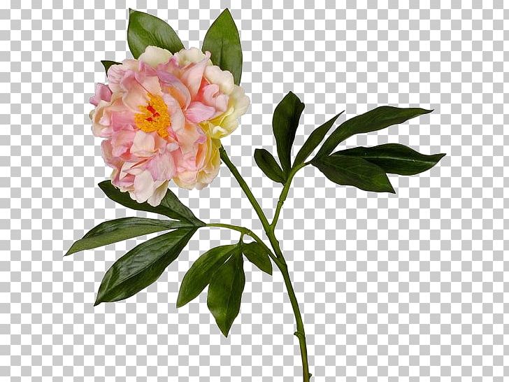 Peony Cut Flowers Garden Roses Herbaceous Plant PNG, Clipart, Angel, Camellia, Child, Cut Flowers, Et Cetera Free PNG Download