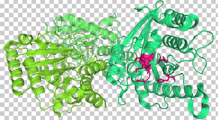 Plastome Chloroplast DNA Plant TIC/TOC Complex PNG, Clipart, Bacterial Outer Membrane, Cell, Cell Membrane, Chloroplast, Chloroplast Membrane Free PNG Download