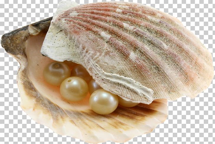 Dubai Abu Dhabi Pearl Journey Oyster Pearl Hunting PNG, Clipart, Animal Product, Animals, Clam, Clams Oysters Mussels And Scallops, Cockle Free PNG Download