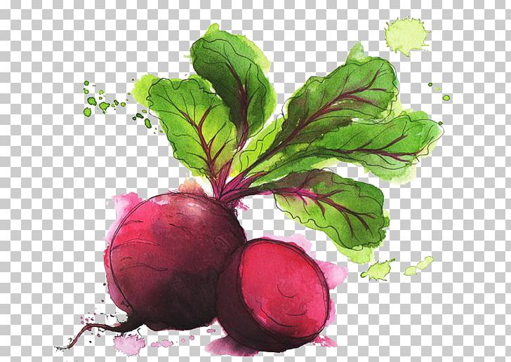 Food Drawing Idea Vegetable Illustration PNG, Clipart, Autumn, Beet, Beetroot, Carrot, Cartoon Free PNG Download