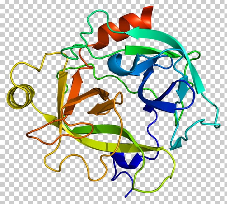 KLK6 Kallikrein Protein Cancer Gene PNG, Clipart,  Free PNG Download